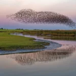 flocks-of-birds